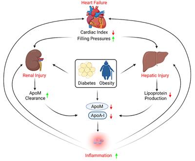 HDL Composition, Heart Failure, and Its Comorbidities